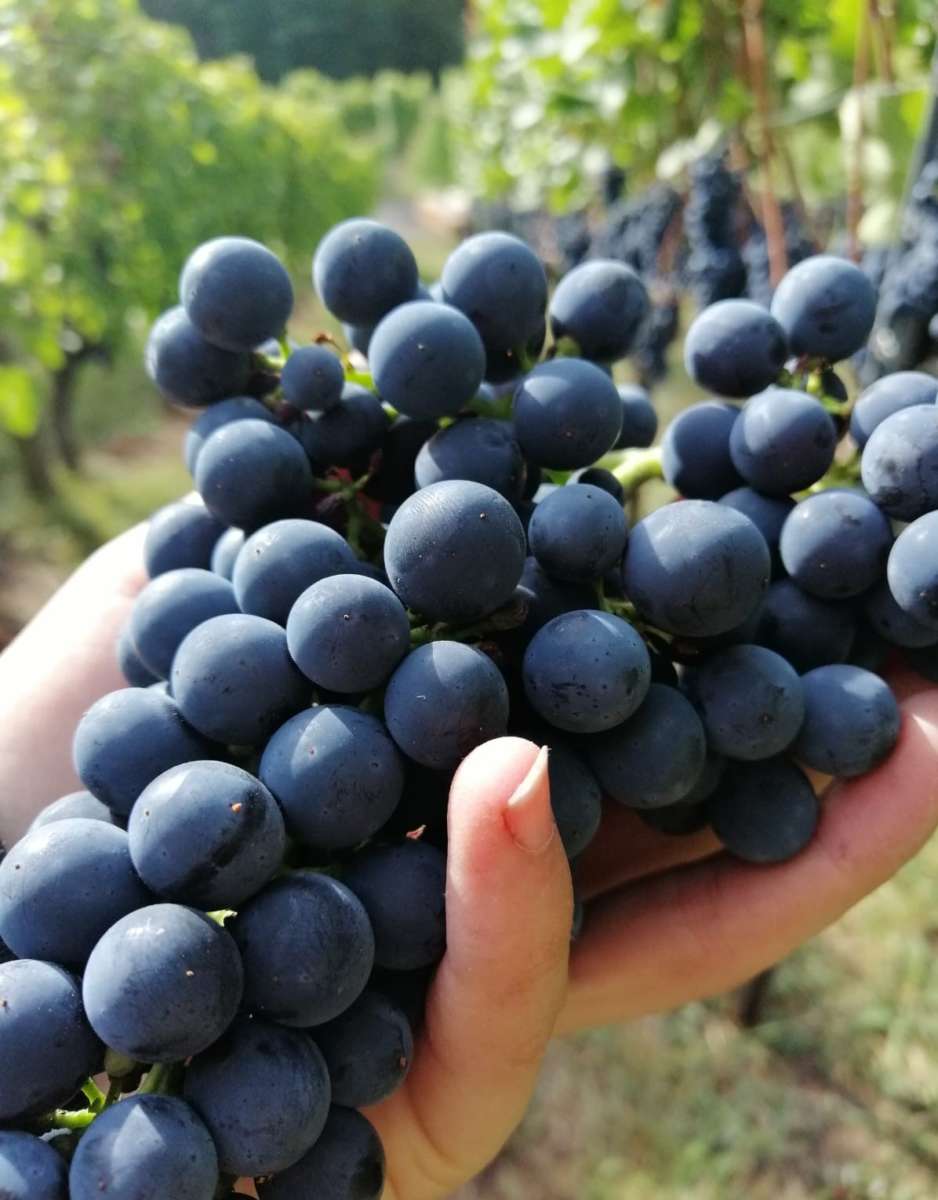 PIWI grape variety (2)