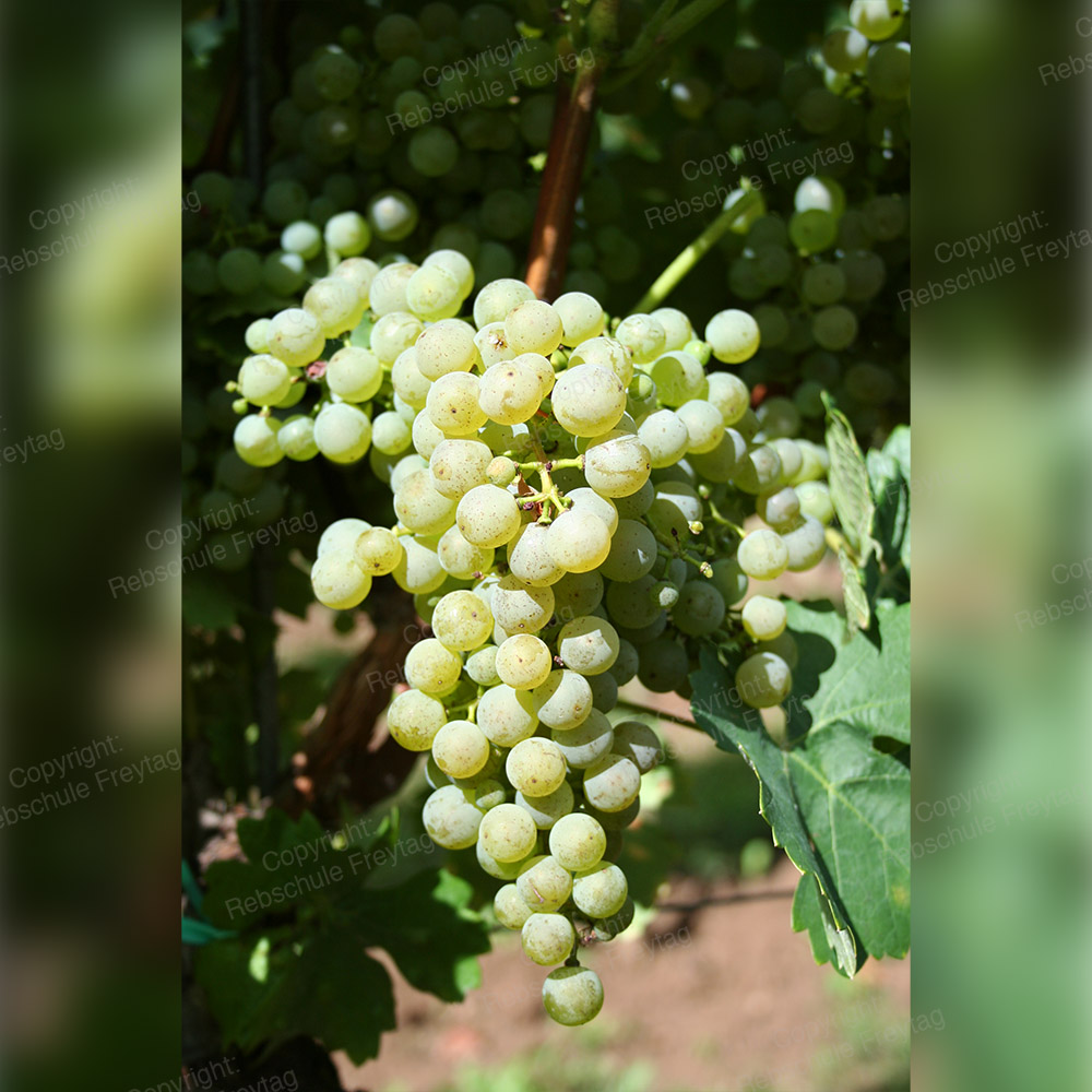 248 Cabernet Blanc Grape Freytag
