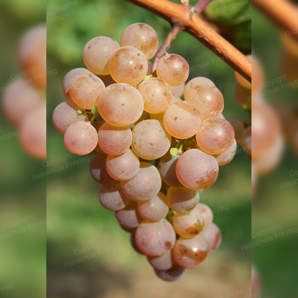 445 Sauvignac grape Freytag