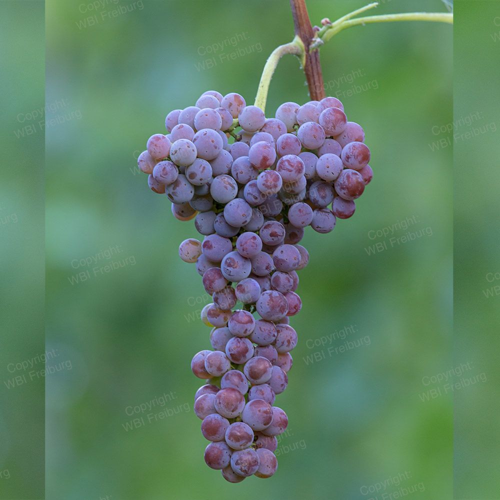 Souvignier Gris grape