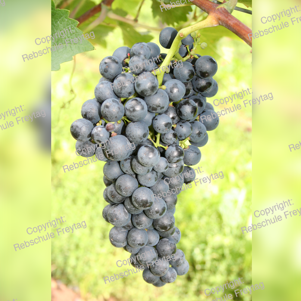 217 Pinotin Grape Freytag